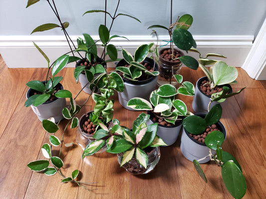 Intro to semi hydroponics | Growing with LECA