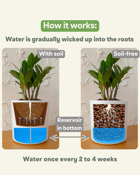 Wavyleaf Self Watering Planter | 4 inch