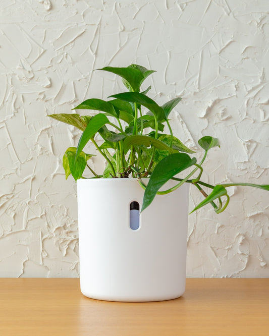 Wavyleaf Self Watering Planter | 5.5 inch
