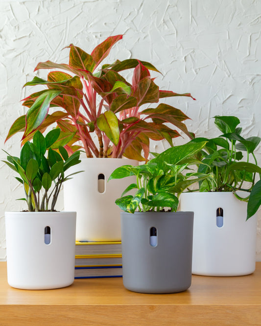 Planter Bundle | 4pk, 6pk, 10pk