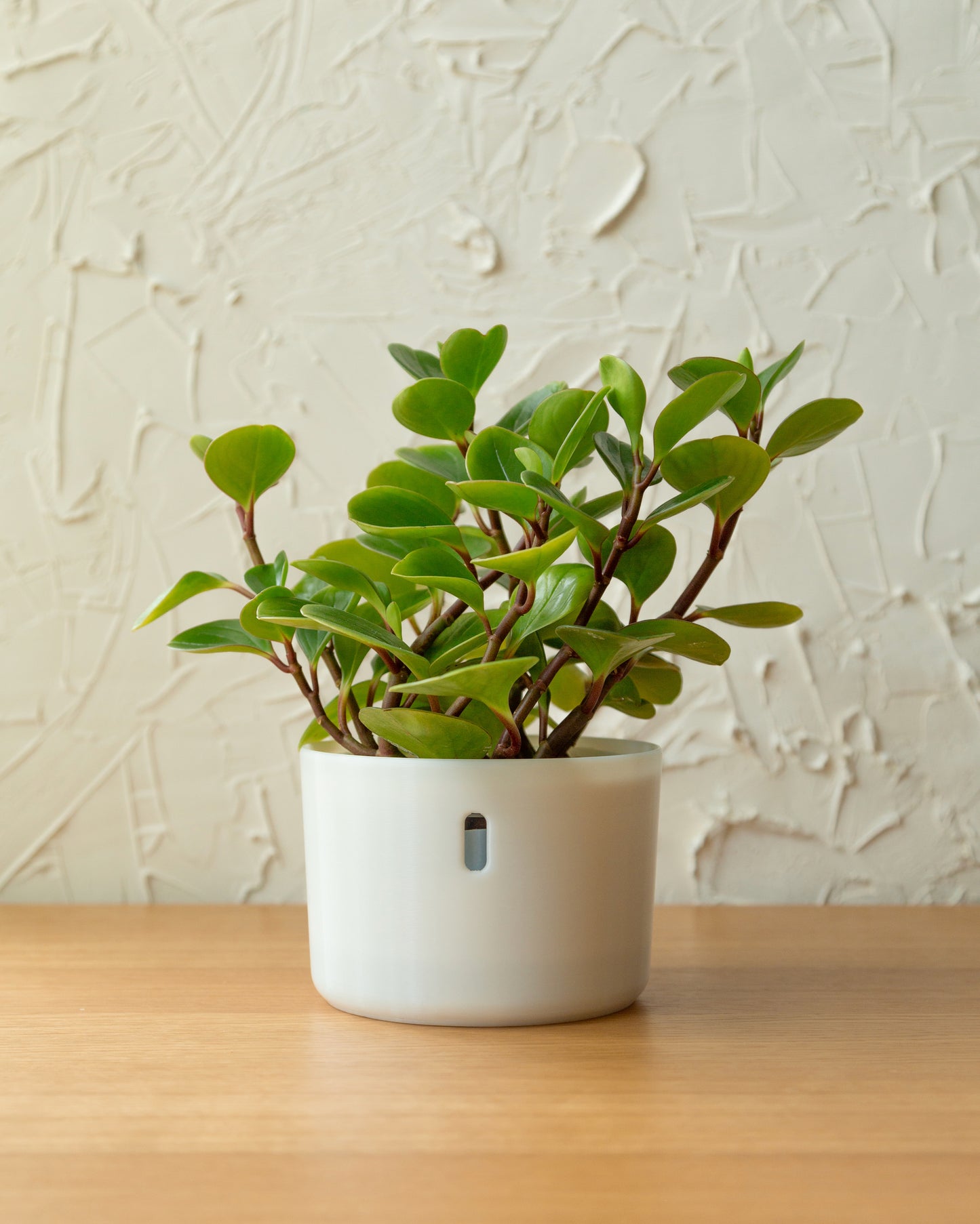 The self watering planter designed to be used with LECA and semi-hydroponics.