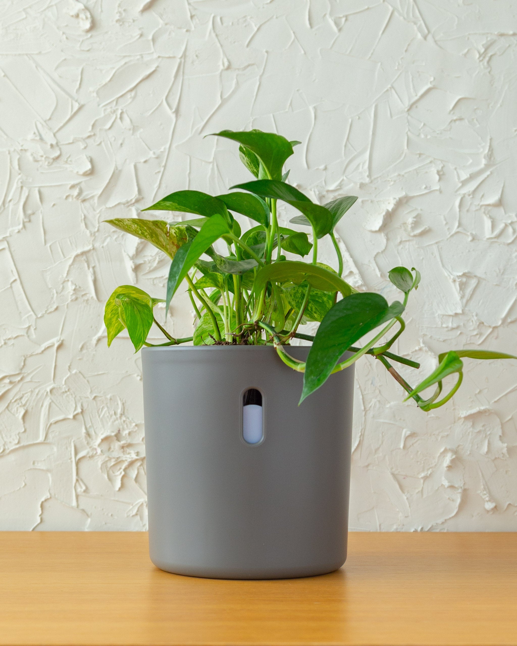 Wavyleaf Self Watering Planter | 5.5 inch