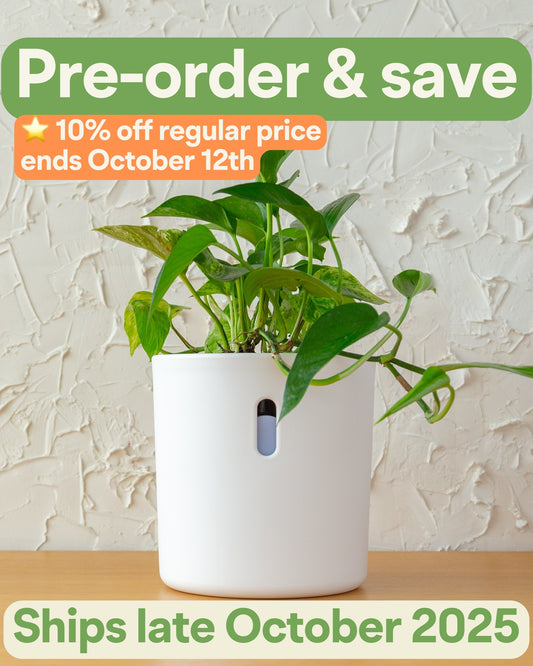 Wavyleaf Self Watering Planter | 5.5 inch (Pre-order: Ships Late October 2025)