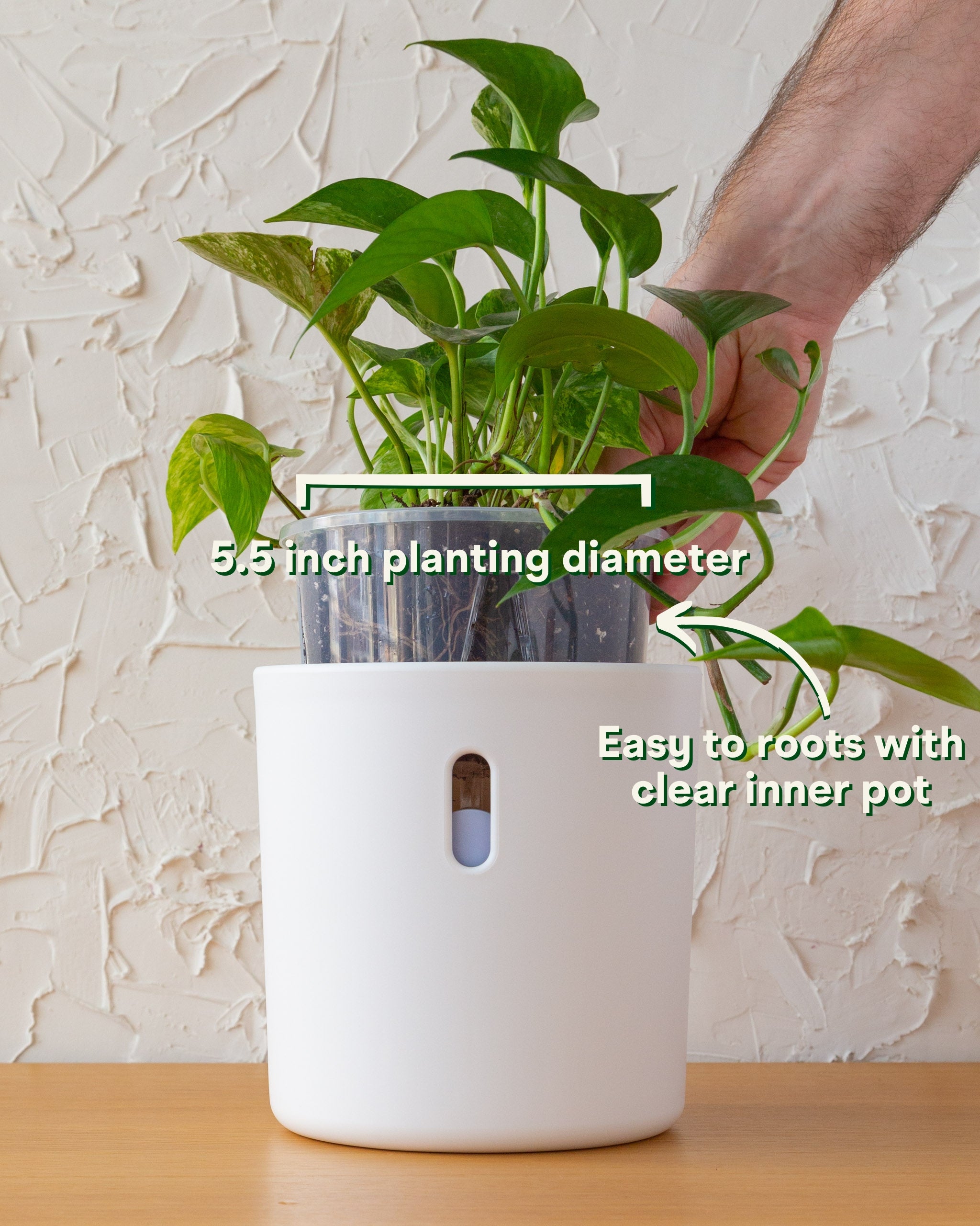 Wavyleaf Self Watering Planter | 5.5 inch