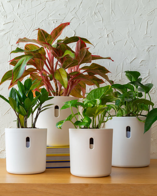 Planter Bundle | 4pk, 6pk, 10pk