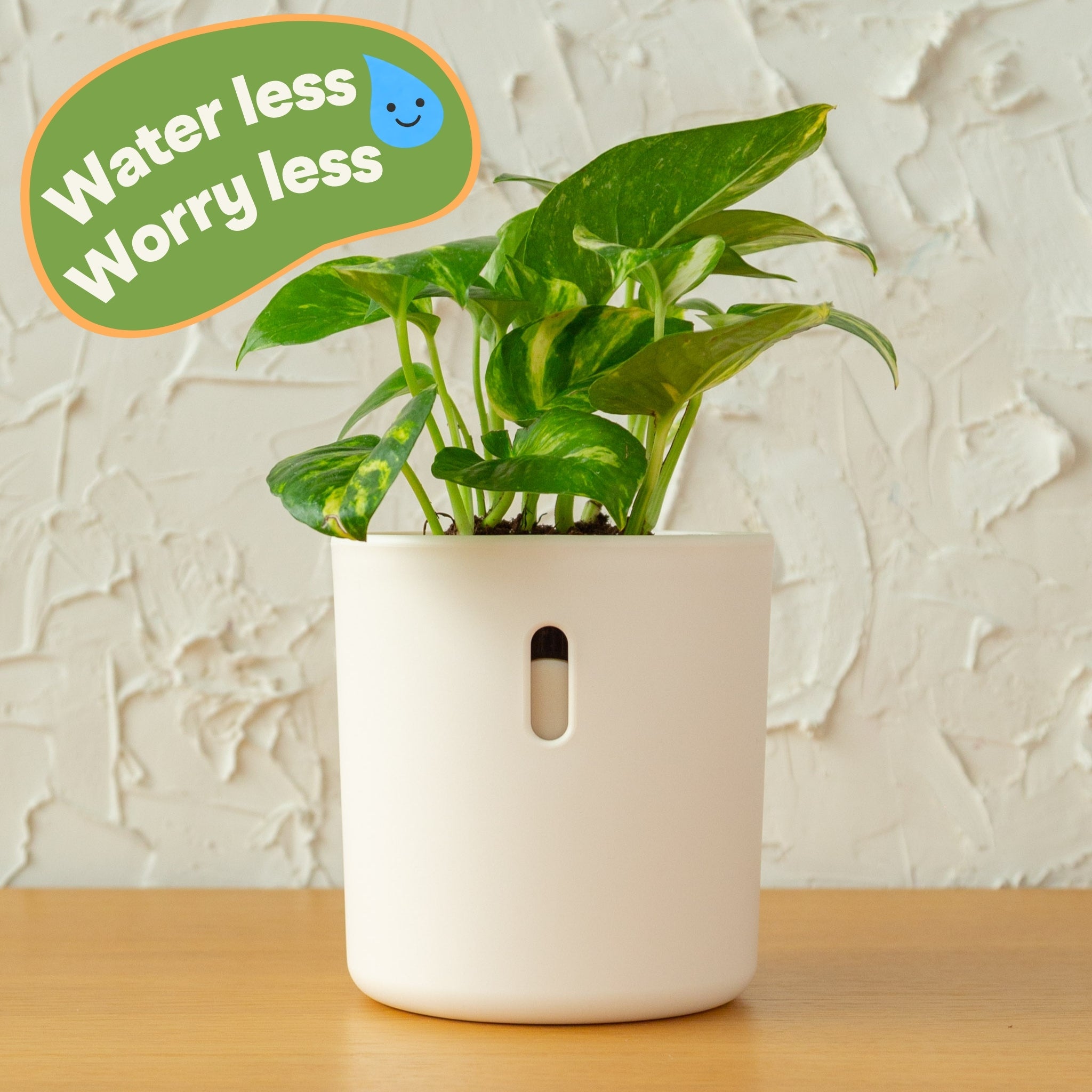 Wavyleaf Self Watering Planter | Water Once and Forget It For a Month | 4 inch