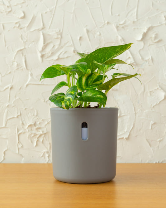 Wavyleaf Self Watering Planter | 4 inch