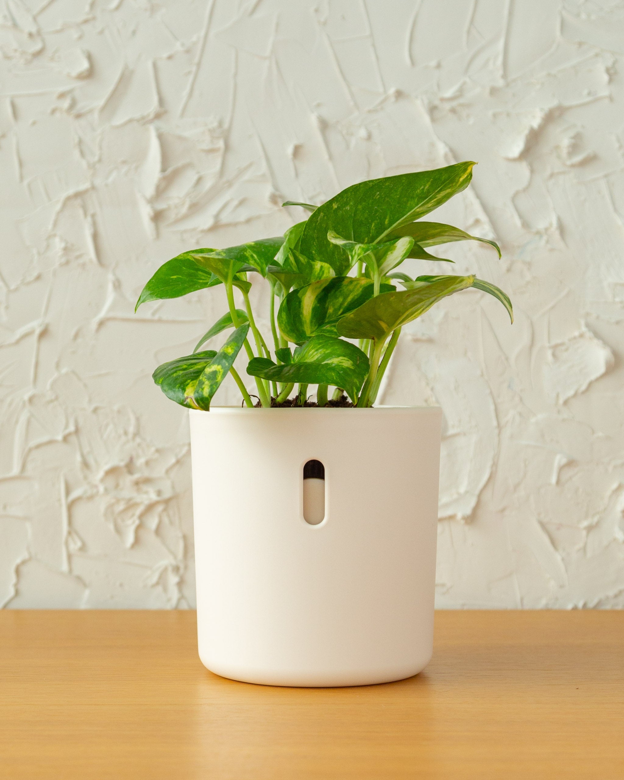 Wavyleaf Self Watering Planter | 4 inch