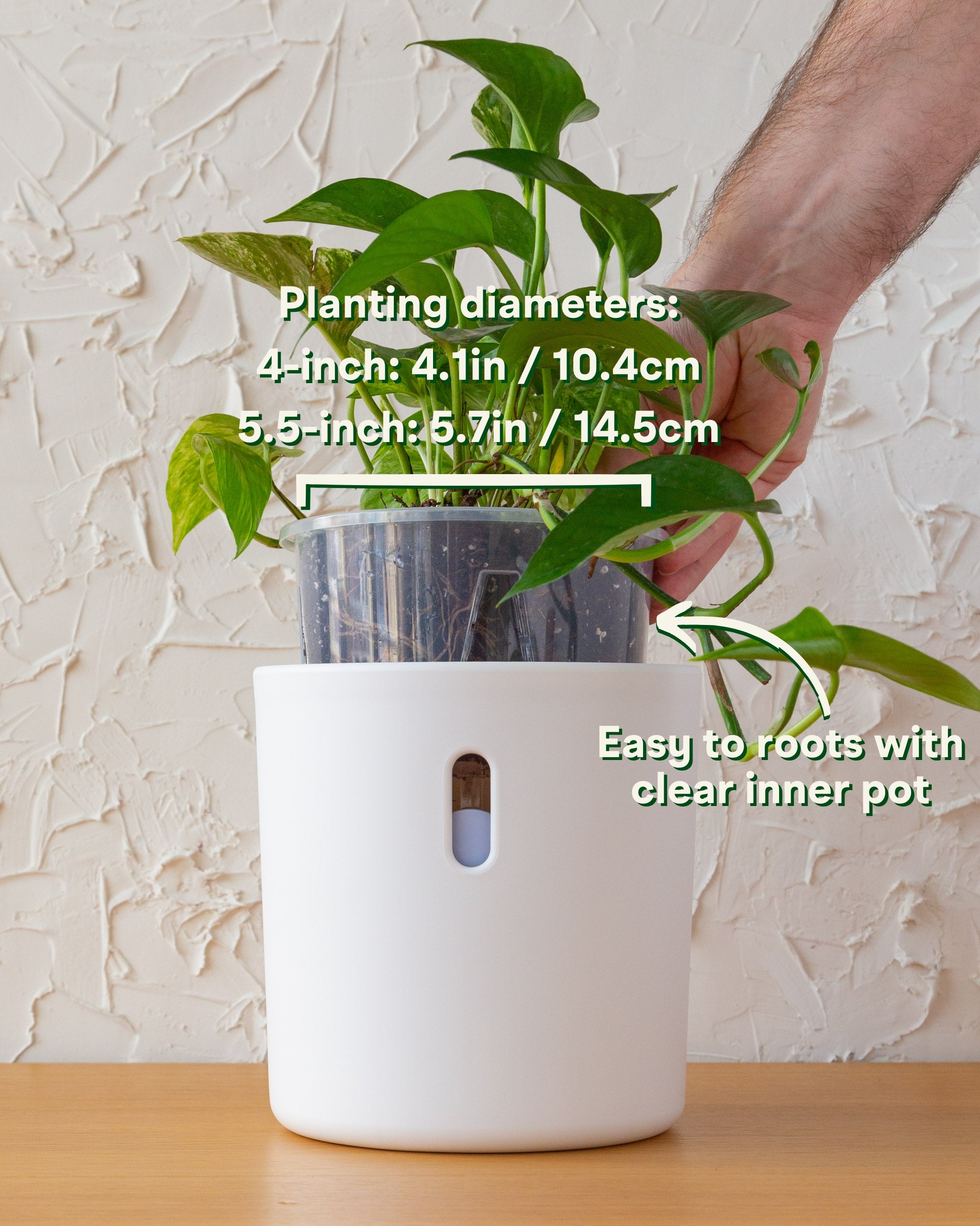 Wavyleaf Self Watering Planter | 5.5 inch