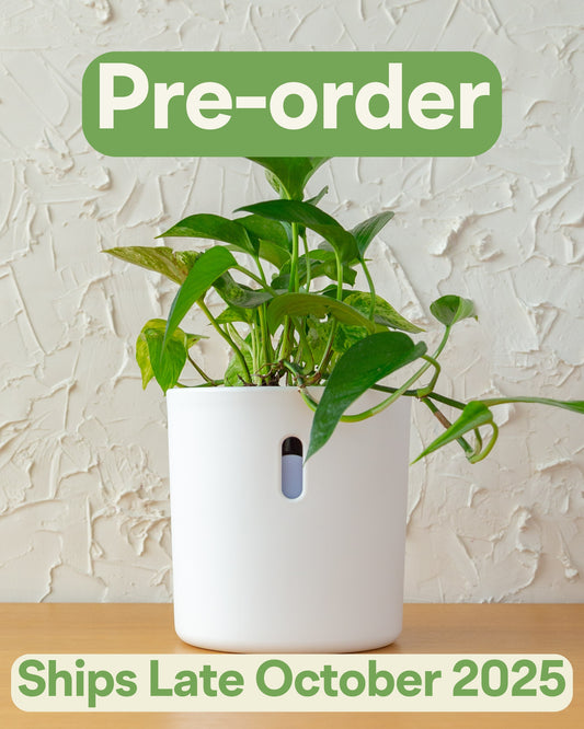 Wavyleaf Self Watering Planter | 5.5 inch (Pre-order: Ships Late October 2025)