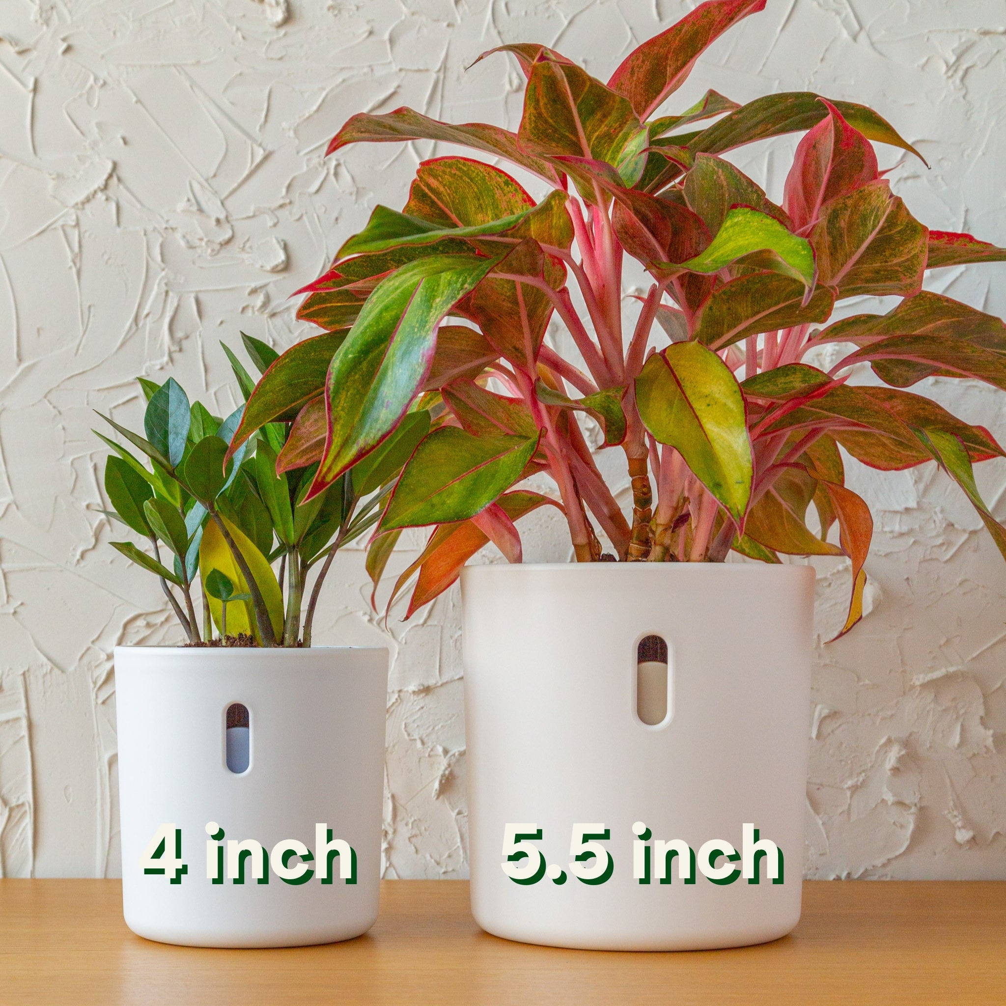 Wavyleaf Self Watering Planter | Water Once and Forget It For a Month | 4 inch