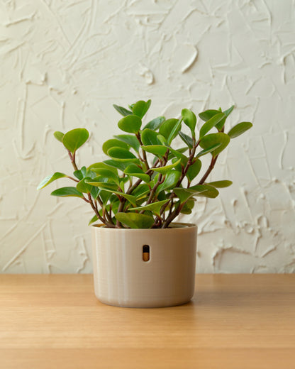 The self watering planter designed to be used with LECA and semi-hydroponics.