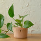 The self watering planter designed to be used with LECA and semi-hydroponics.