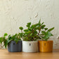 The self watering planter designed to be used with LECA and semi-hydroponics.